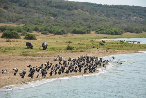 Queen Elizabeth National Park